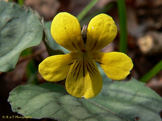 {Viola hastata}